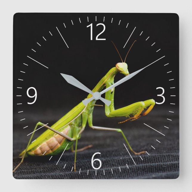 Praying mantis square wall clock (Front)