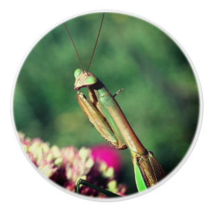 Praying Mantis Up Close Ceramic Knob