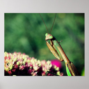 Praying Mantis Up Close  Poster