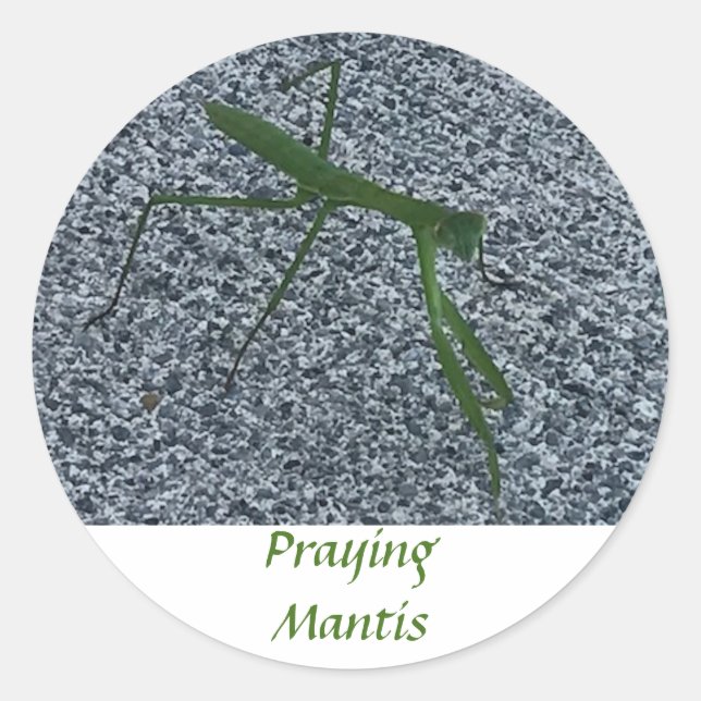 Praying Mantis Walking on Sidewalk Insect Stickers (Front)
