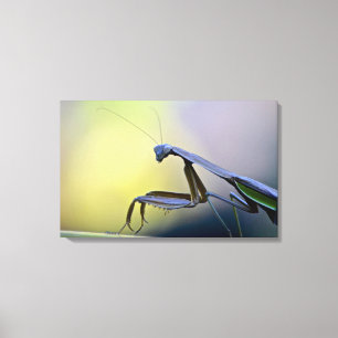 Praying Mantis Wrapped Canvas