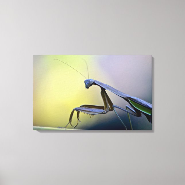 Praying Mantis Wrapped Canvas (Front)