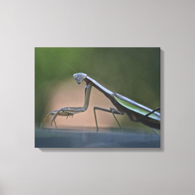 Praying Mantis Wrapped Canvas (Front)