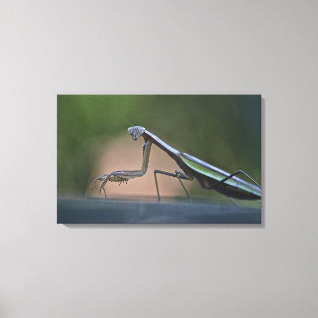 Praying Mantis Wrapped Canvas (Front)