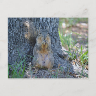 Praying Squirrel Postcard
