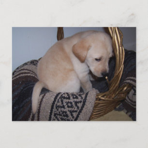 Precious baby Lab Postcard