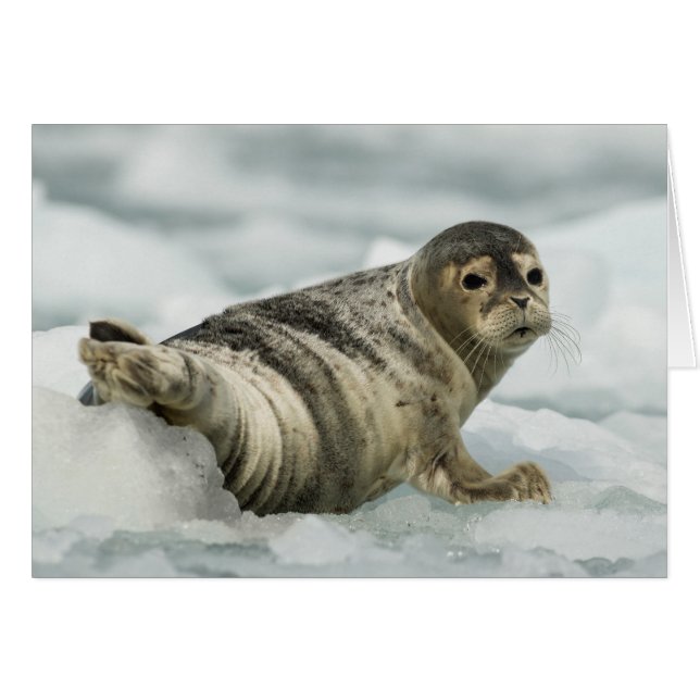 Precious Baby Seal (Front Horizontal)