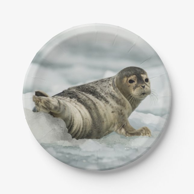 Precious Baby Seal Paper Plate (Front)