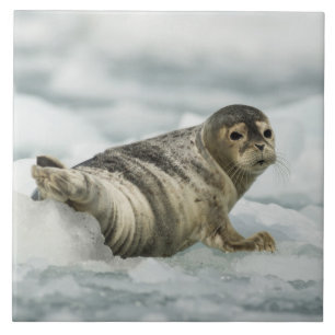 Precious Baby Seal Tile