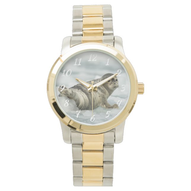 Precious Baby Seal Watch (Front)