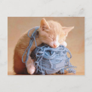 Precious Cat and Kitten Photos, Gifts - Customise! Postcard