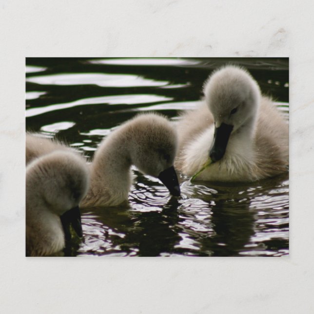 Precious Ducklings Postcard (Front)