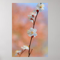 Precious Japanese Apricot Flowers