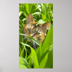 Precious Jungle Kitty Poster