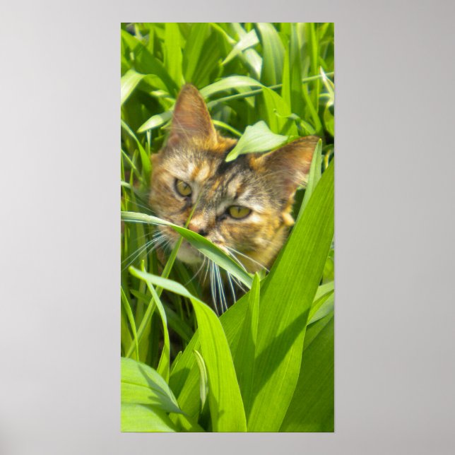 Precious Jungle Kitty Poster (Front)