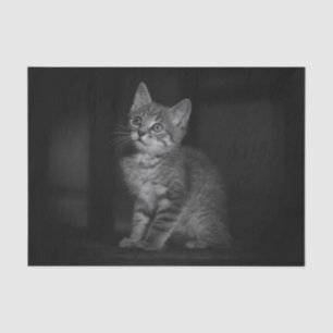 Precious Kitten Tissue Paper