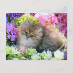 Precious Kittens Fluffy Cats Pets Postcard