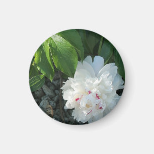 Precious Peony Magnet