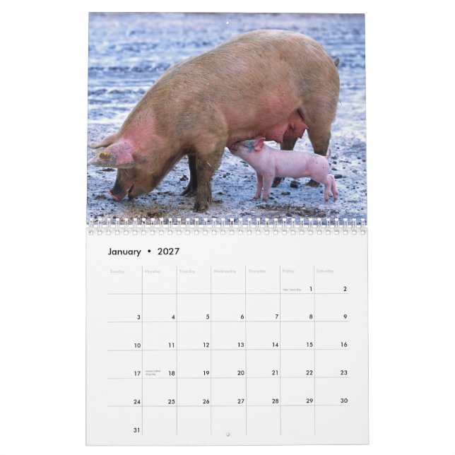 Precious Pigs 2016 Calendar (Jan 2027)