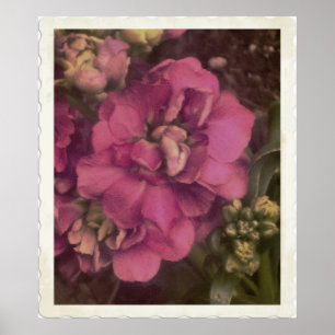 precious pink Peony Poster
