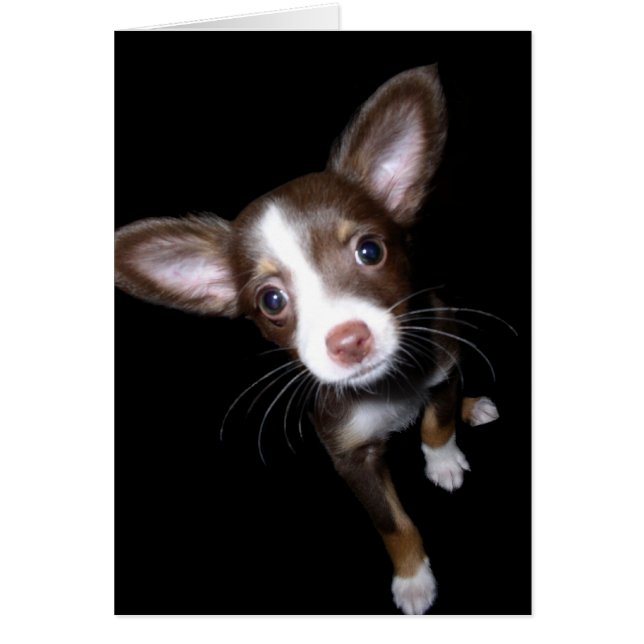 Precious Puppy (Front)