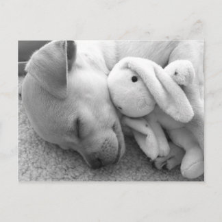 PRECIOUS PUPPY MOMENT POSTCARD