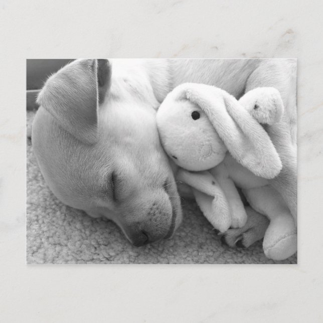PRECIOUS PUPPY MOMENT POSTCARD (Front)