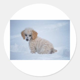 Precious White Poodle Puppy in Snow Classic Round Sticker