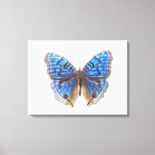 Precis rhadama canvas print (Front)