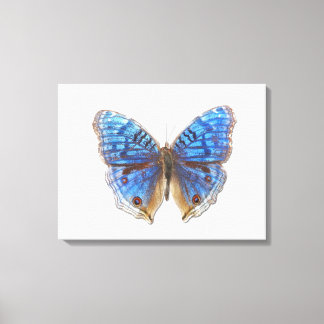 Precis rhadama canvas print