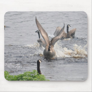 Preening Canada Geese & Water Wildlife Mouse Pad