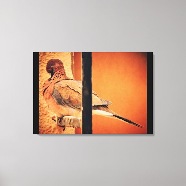 Preening Dove Canvas Print (Front)