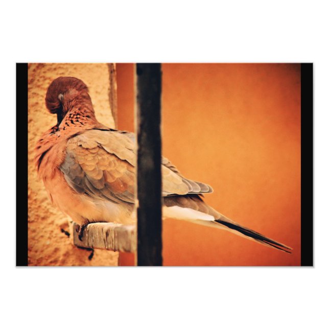 Preening Dove Photo Print (Front)