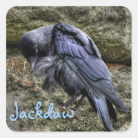 Preening Jackdaw at Stonehenge, England
