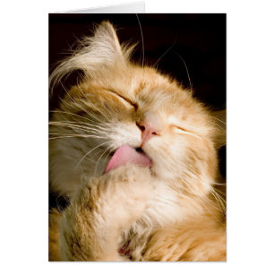 Preening Maine Coon Close Up Photograph