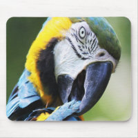 Preening Parrot