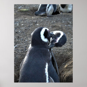 Preening Partners Poster