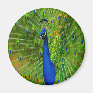 Preening Peacock Magnet