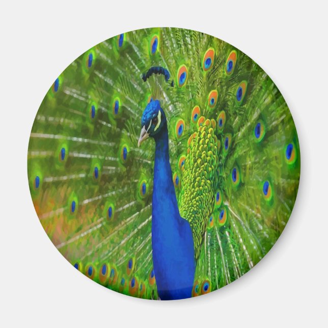 Preening Peacock Magnet (Front)