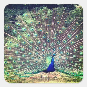 Preening Peacock Square Sticker