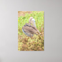 Preening Pelican