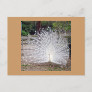 Preening Postcard
