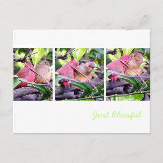 Preening Robins Postcard