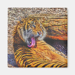 Preening Sumatran Tiger Big Cat Wildlife Art Magnet