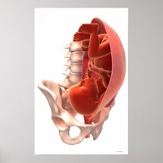 Pregnancy Poster