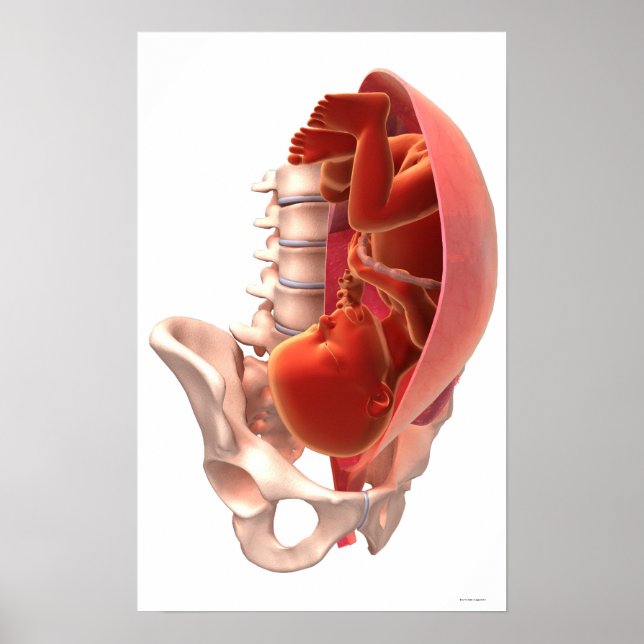 Pregnancy Poster (Front)