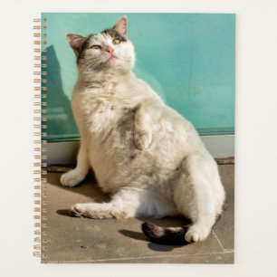 Pregnant cat planner