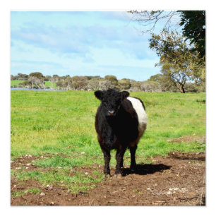 Pregnant Female Belted Galloway Cow, Photo Print