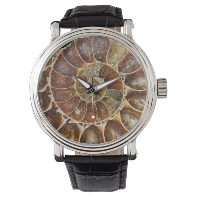 prehistoric fossil snail shell black animal nature watch (Front)
