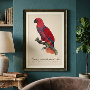 Premiere variete du grand Lori / Eclectus parrot  Photo Print
